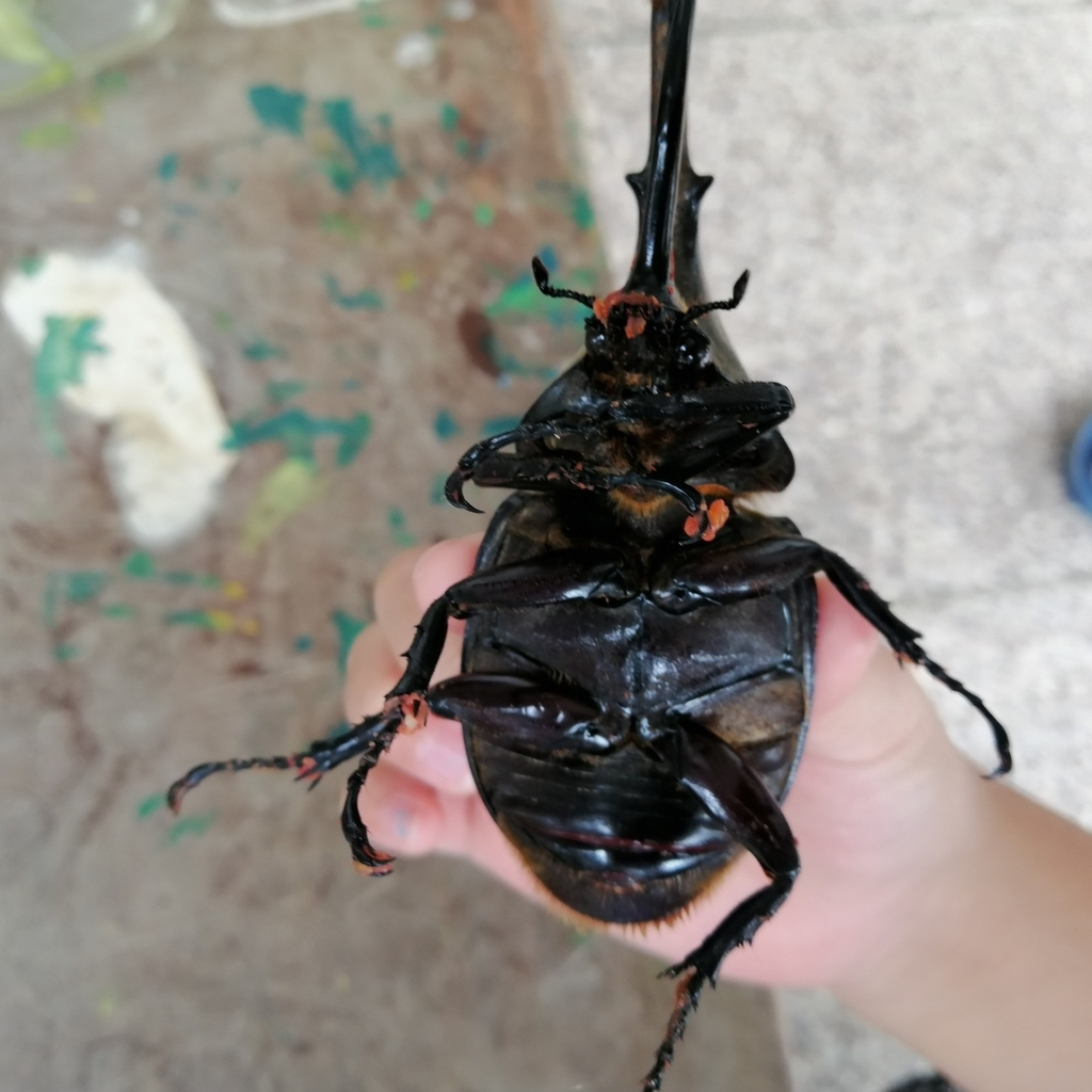 Dynastes morishimai