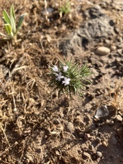 Navarretia tagetina