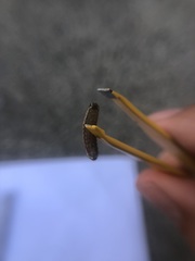 Lepidoptera
