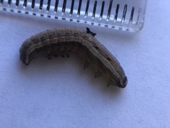 Lepidoptera