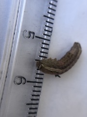 Lepidoptera