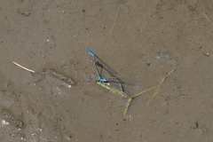 Aciagrion migratum