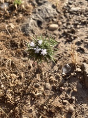 Navarretia tagetina