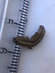 Lepidoptera