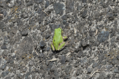 Hyla japonica