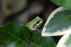 Hyla japonica