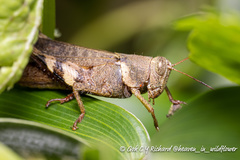 Apalacris varicornis