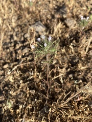 Navarretia tagetina