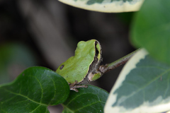 Hyla japonica