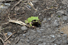 Hyla japonica