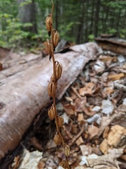 Corallorhiza maculata