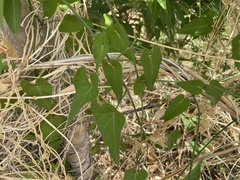 Funastrum heterophyllum