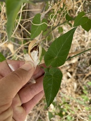Funastrum heterophyllum
