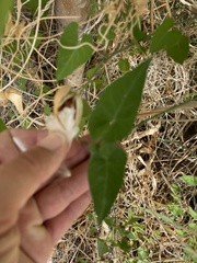 Funastrum heterophyllum