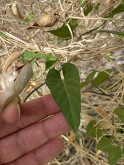 Funastrum heterophyllum