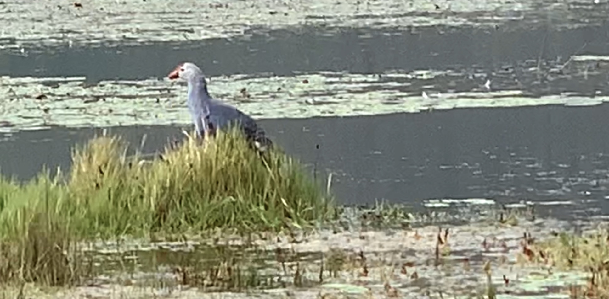 Purple Swamphen