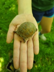 Terrapene carolina carolina