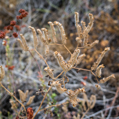Phacelia cicutaria