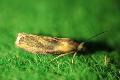 Sciota fumella