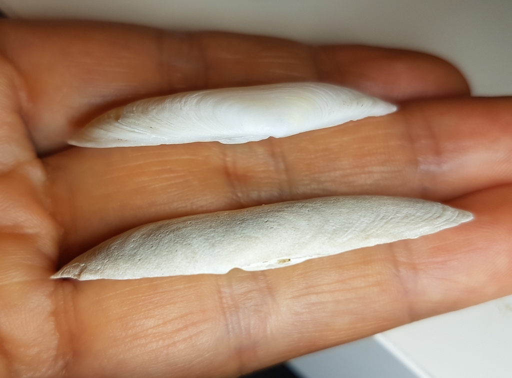 Antique Razor Clam