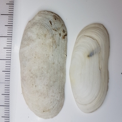 Azorinus chamasolen
