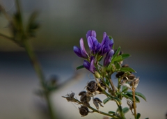 Medicago