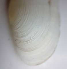 Azorinus chamasolen