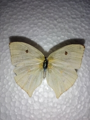 Phoebis neocypris virgo