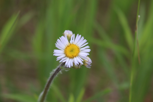 Erigeron pulchellus var. pulchellus