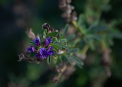 Medicago