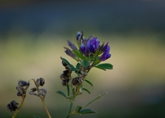 Medicago