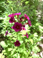Primula japonica
