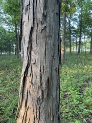Carya carolinae-septentrionalis