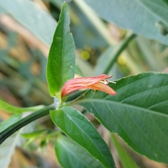 Dicliptera squarrosa