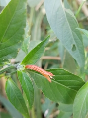 Dicliptera squarrosa