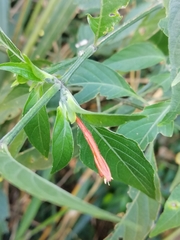 Dicliptera squarrosa