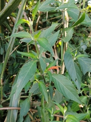 Dicliptera squarrosa