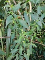 Dicliptera squarrosa