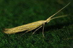 Coleophora ochrea