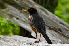 Turdus migratorius