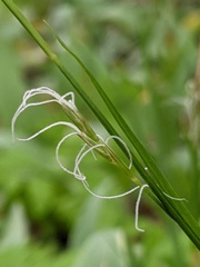 Carex assiniboinensis