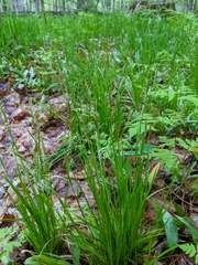 Carex assiniboinensis