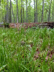 Carex assiniboinensis