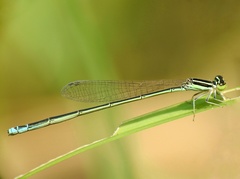 Aciagrion occidentale