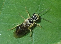 Pamphilius semicinctus