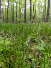 Carex assiniboinensis
