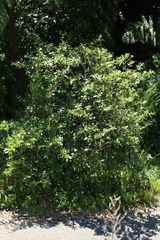 Coprosma robusta