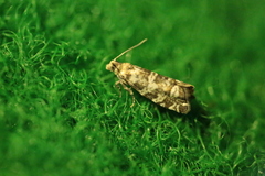 Epinotia tedella