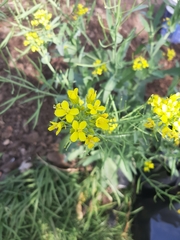 Brassica