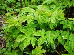Filipendula palmata